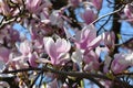 Beautiful pink blooming magnolia tree. Close up of magnolia blossoms in the spring season Royalty Free Stock Photo