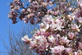 Beautiful pink blooming magnolia tree. Close up of magnolia blossoms in the spring season against blue sky Royalty Free Stock Photo