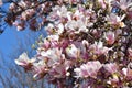 Beautiful pink blooming magnolia tree. Close up of magnolia blossoms in the spring season against blue sky Royalty Free Stock Photo