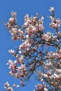 Beautiful pink blooming magnolia tree. Close up of magnolia blossoms in the spring season against blue sky Royalty Free Stock Photo