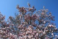 Beautiful pink blooming magnolia tree. Close up of magnolia blossoms in the spring season against blue sky Royalty Free Stock Photo