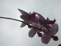 Beautiful pink blooming orchids in the yard