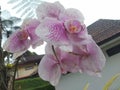 Beautiful pink blooming orchids in the yard