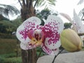 Beautiful pink blooming orchids in the yard