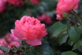 Beautiful pink blooming roses in the summer garden/