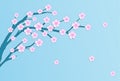 Beautiful pink blooming sakura tree on blue background