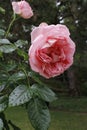 A beautiful pink blossom and a bud of a rose with water drops Royalty Free Stock Photo