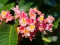 Beautiful pink blossom of horse-chestnut tree in the sunglight Royalty Free Stock Photo