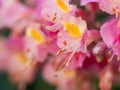 Beautiful pink blossom of horse-chestnut tree in the sunglight Royalty Free Stock Photo