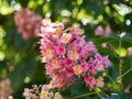 Beautiful pink blossom of horse-chestnut tree in the sunglight Royalty Free Stock Photo