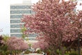 Beautiful pink blossom tree captured in a park Royalty Free Stock Photo