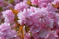 Sakura, cherry blossom on tree Royalty Free Stock Photo