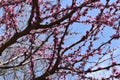 Beautiful pink blossoms on a tree photographed from below on a sunny spring day Royalty Free Stock Photo