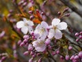 Beautiful pink blossoms on a tree in the Spring. Royalty Free Stock Photo