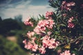 Beautiful pink blossons on tree