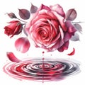 Watercolor painting of a beautiful rose and water drops on a white background Royalty Free Stock Photo