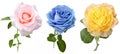 Beautiful pink, blue and yellow roses set isolated on white background Royalty Free Stock Photo