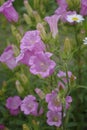 Beautiful pink bluebell flowers grow in the garden.