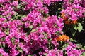 Beautiful Pink Bougainvillea Flower Closeup with leaves Royalty Free Stock Photo