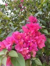 The Beautiful Pink Bougainvillea Flowers