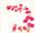 Beautiful pink bougainvillea flowers isolated against a white background Royalty Free Stock Photo