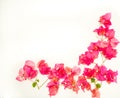 Beautiful pink bougainvillea flowers isolated against a white background Royalty Free Stock Photo
