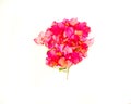 Beautiful pink bougainvillea flowers isolated against a white background Royalty Free Stock Photo