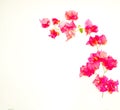 Beautiful pink bougainvillea flowers isolated against a white background Royalty Free Stock Photo