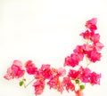 Beautiful pink bougainvillea flowers isolated against a white background Royalty Free Stock Photo