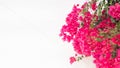 Beautiful pink bougainvillea flowers - typical exotic plant in Greece,Spain and other south european destinations Royalty Free Stock Photo