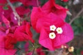 Beautiful Pink Bougaville flower in full bloom Royalty Free Stock Photo
