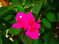 Beautiful pink bougaville flower Royalty Free Stock Photo