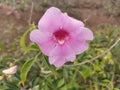 Beautiful Pink Bower Vine: Ideal for Romantic Settings