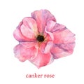 Beautiful pink bud of canker rose close up isolated on the white background. Aquarelle artwork