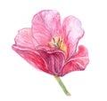 Beautiful pink bud of tulip close up isolated on the white background. Aquarelle artwork