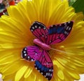 Yellow, flower, butterfly, pink, beautiful, color, bright