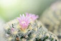 Beautiful pink cactus flower blooming in garden Royalty Free Stock Photo