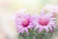 Beautiful pink cactus flower blooming in garden Royalty Free Stock Photo