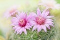 Beautiful pink cactus flower blooming in garden Royalty Free Stock Photo