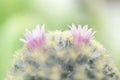 Beautiful pink cactus flower blooming in garden Royalty Free Stock Photo