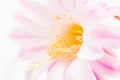 Beautiful pink cactus flower close-up