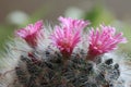 Beautiful Pink Cactus Flower with water drop close up Royalty Free Stock Photo