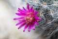 Beautiful pink cactus with sharp spines and white fur Royalty Free Stock Photo
