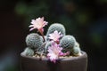 Beautiful pink cactus with sharp spines and white fur Royalty Free Stock Photo
