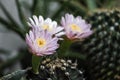 Beautiful pink cactus with sharp spines and white fur Royalty Free Stock Photo