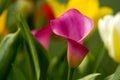 Beautiful Pink Calla Lily