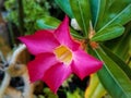 beautiful pink Cambodian flowers