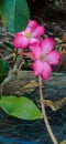 beautiful pink Cambodian flowers in the afternoon