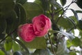 Beautiful pink camellia on bloom Royalty Free Stock Photo