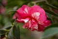 Beautiful pink camellia - in glasshouse close up Royalty Free Stock Photo